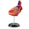 Learning Resources Heart Anatomy Model 3334 - alternate 2